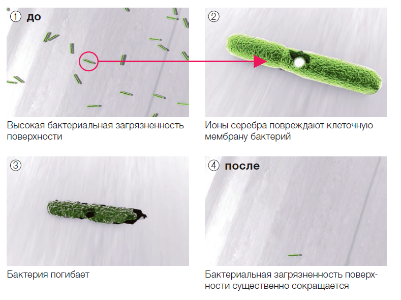бактерия погибает.PNG
